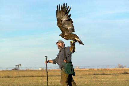A falconer casting off an eagle. The eagle's wings are fully extended ready to take off.